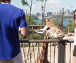 Maria Sakkari și Stefanos Tsitsipas au hrănit girafe la Grădina Zoologică Taronga din Sydney