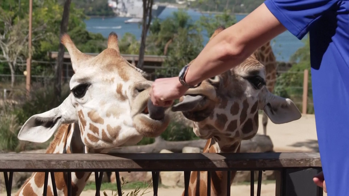 Maria Sakkari și Stefanos Tsitsipas au hrănit girafe la Grădina Zoologică Taronga din Sydney