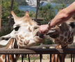 Maria Sakkari și Stefanos Tsitsipas au hrănit girafe la Grădina Zoologică Taronga din Sydney