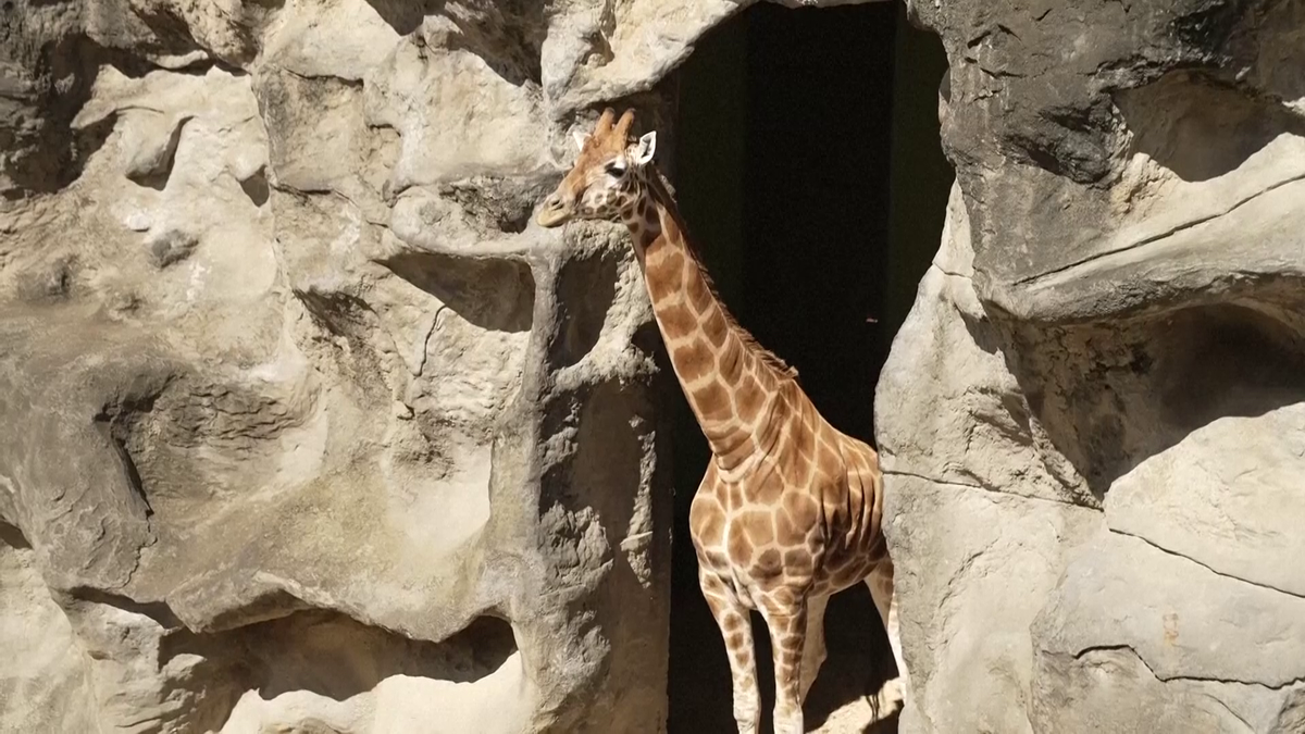 Maria Sakkari și Stefanos Tsitsipas au hrănit girafe la Grădina Zoologică Taronga din Sydney