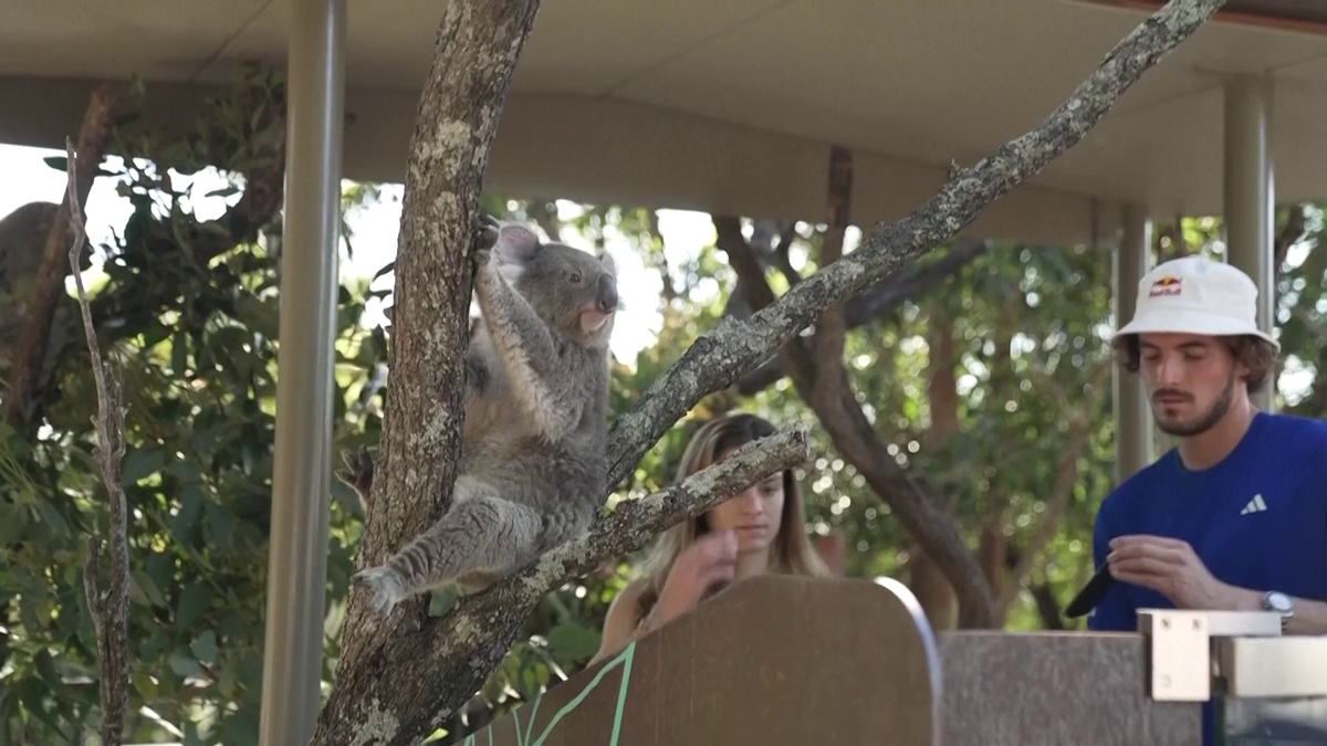 Maria Sakkari și Stefanos Tsitsipas au hrănit girafe la Grădina Zoologică Taronga din Sydney