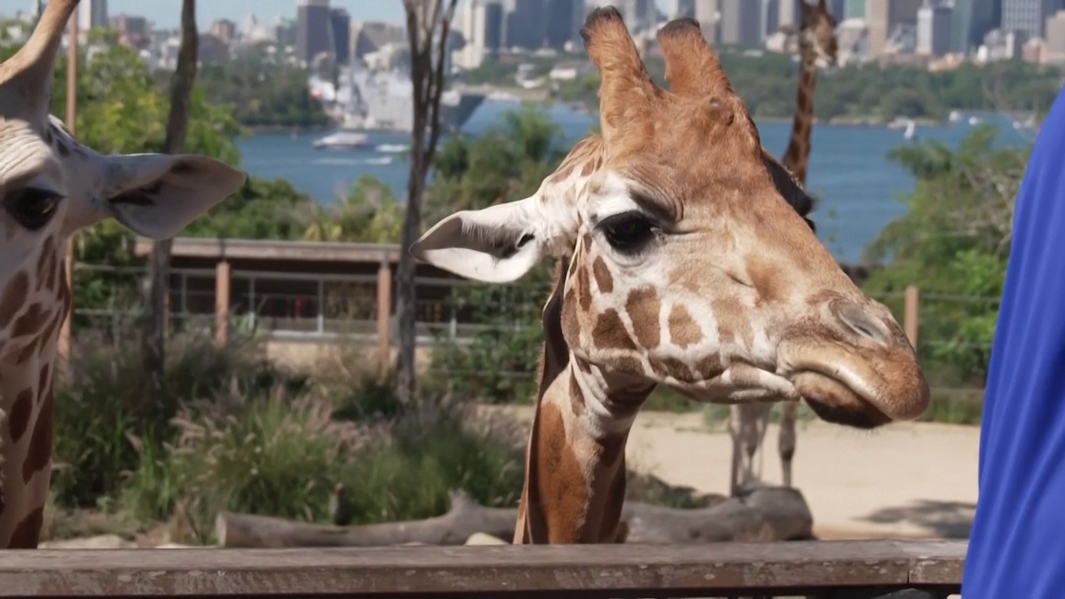 Maria Sakkari și Stefanos Tsitsipas au hrănit girafe la Grădina Zoologică Taronga din Sydney