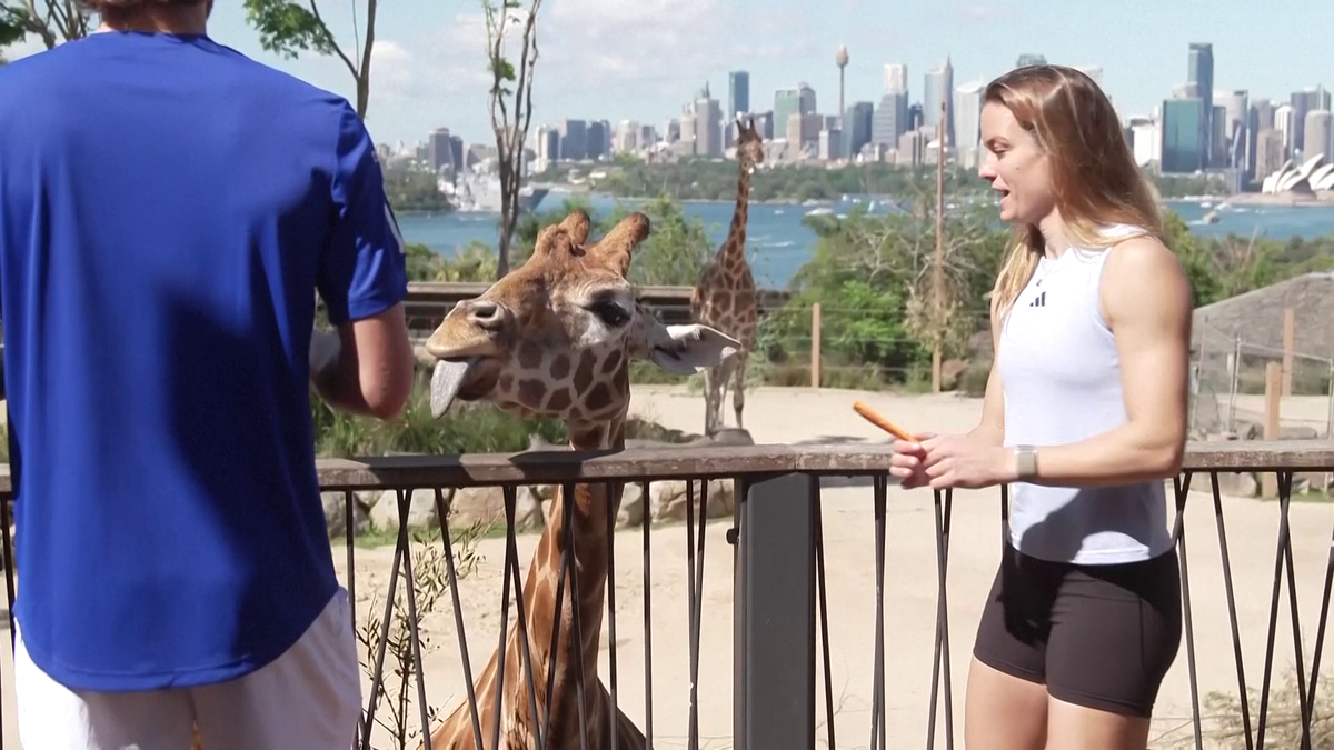 Maria Sakkari și Stefanos Tsitsipas au hrănit girafe la Grădina Zoologică Taronga din Sydney