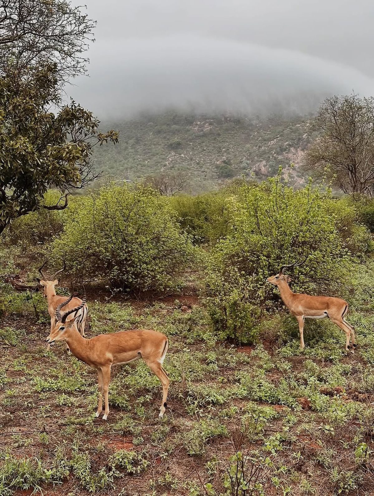 Daniel Birligea si Antonia in Kenya
