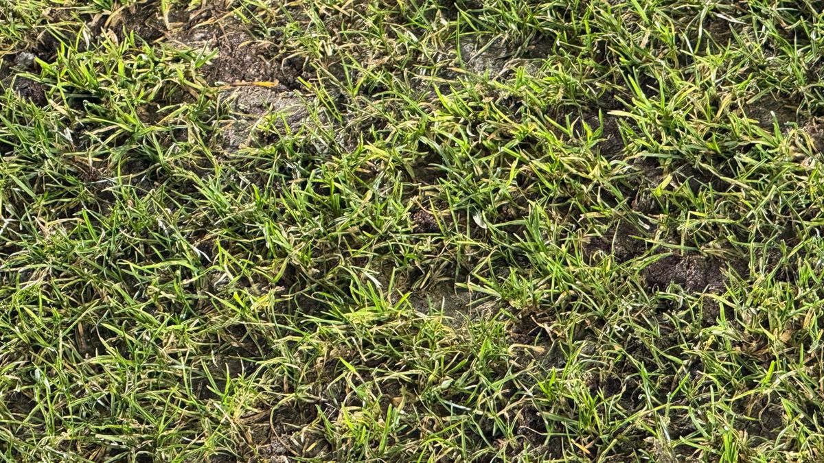 Imagini înainte de Rapid - U Cluj // 31.01.2026