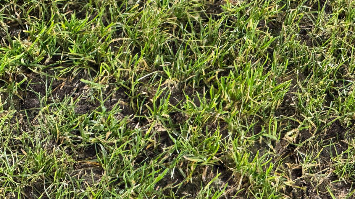 Imagini înainte de Rapid - U Cluj // 31.01.2026