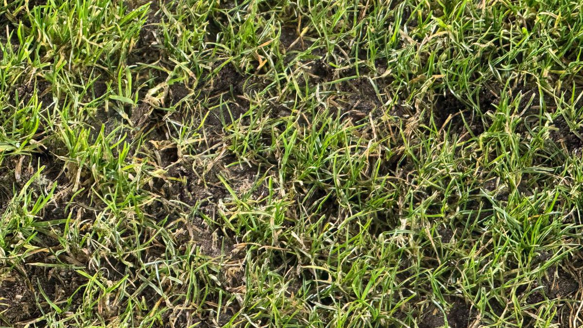 Imagini înainte de Rapid - U Cluj // 31.01.2026