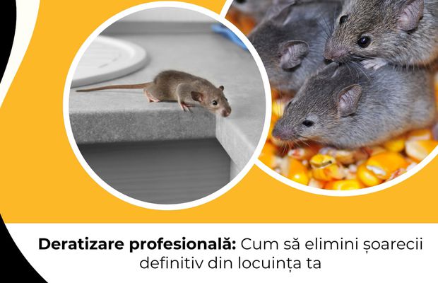Deratizare profesională: Cum să elimini șoarecii definitiv din locuința ta