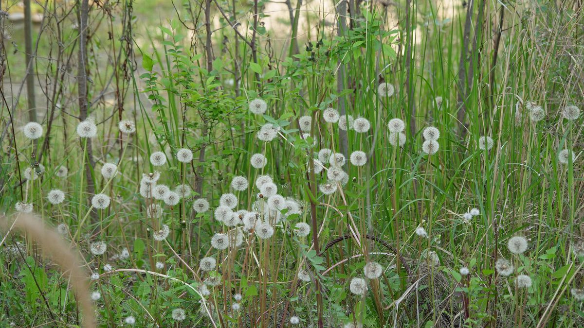 Nici sală, nici patinoar! Ce au promis ultimii doi primari ai Capitalei și ce s-a realizat, de fapt » Nicușor Dan și Gabriela Firea au avut două mari obiective, ambele RATATE + Harta iluziilor din București