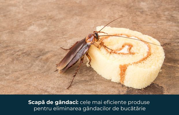 Scapă de gândaci: cele mai eficiente produse pentru eliminarea gândacilor de bucătărie