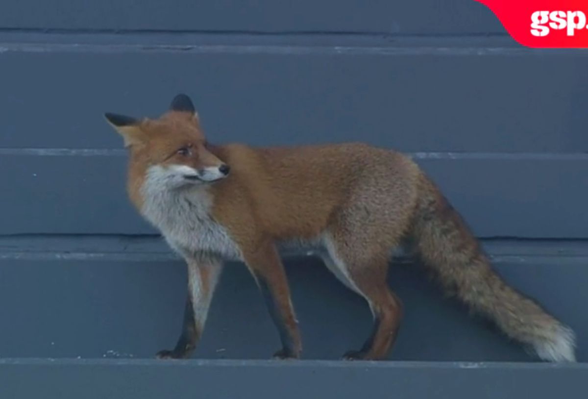 Directorul general al lui Sepsi, semne de întrebare după victoria cu Dinamo: „Am voie să cred că a vrut să îi țină în joc” + glume cu vulpea de pe stadion